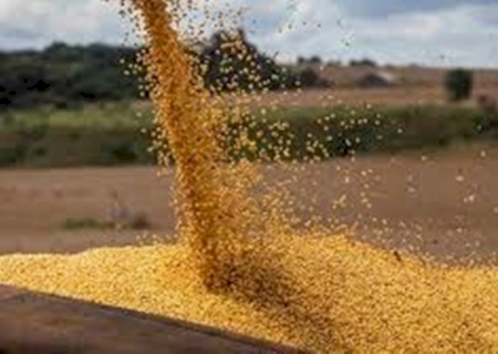Agricultura inicia 2025 com 1,5 mil empregos gerados em janeiro em MS