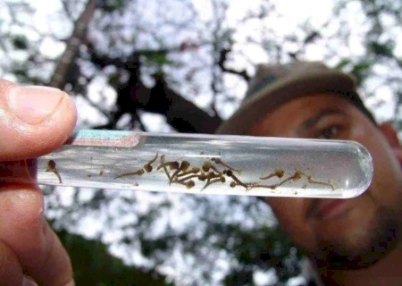 Dengue tipo 3 se concentra na divisa de MS com São Paulo e acende alerta para casos graves