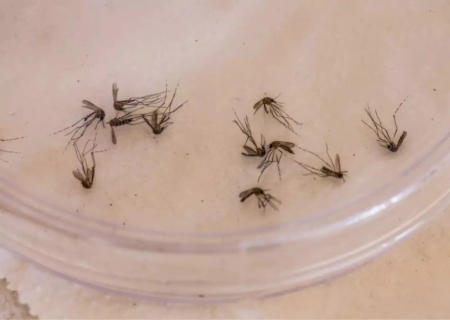 MS chega a 93 casos de dengue tipo 3 confirmados este ano