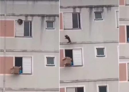 VÍDEO: mulher salva cachorro de queda em janela com caixa de papelão