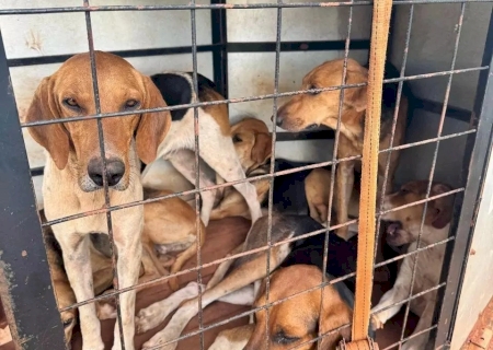 ANGÉLICA: Polícia Civil prende homem por maus-tratos contra cachorros