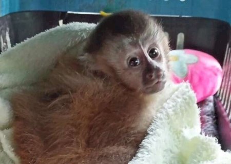 Filhote de macaco-prego é socorrido por moradores e vai para a reabilitação