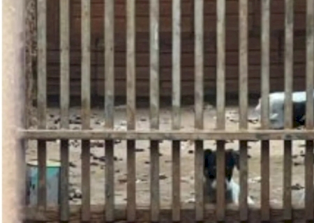 Homem é preso após abandonar 4 cachorros em casa insalubre sem comida e água em MS