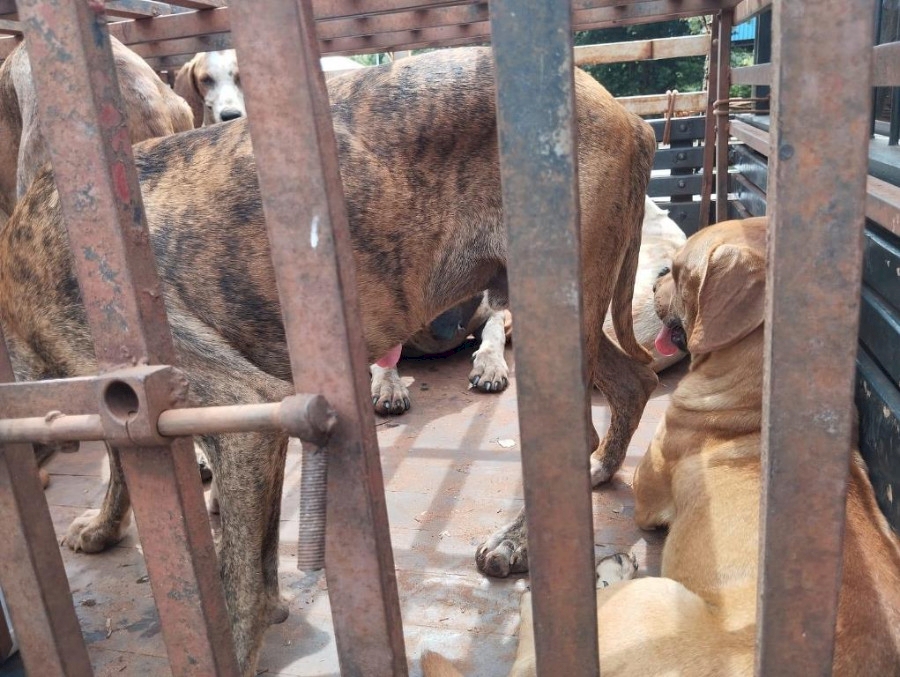 NOVA ANDRADINA: Polícia Militar Ambiental autua homem por maus-tratos a animais e porte ilegal de arma