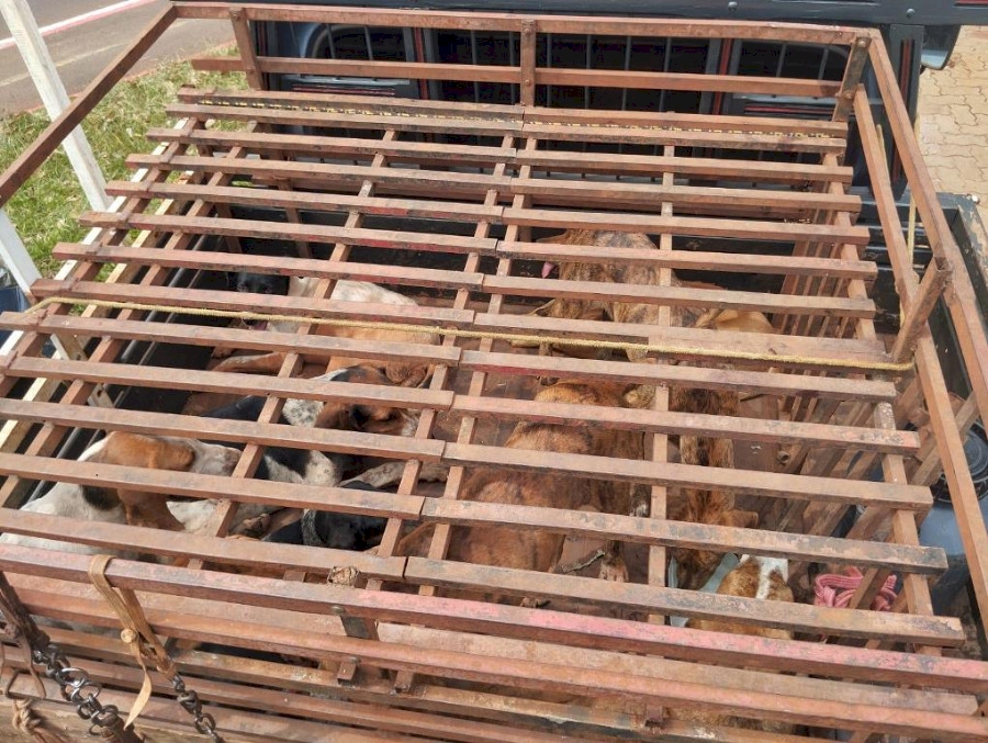 NOVA ANDRADINA: Polícia Militar Ambiental autua homem por maus-tratos a animais e porte ilegal de arma