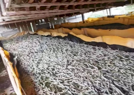DEODÁPOLIS: Produtora de bicho da seda alega prejuízo com pulverização de agrotóxicos