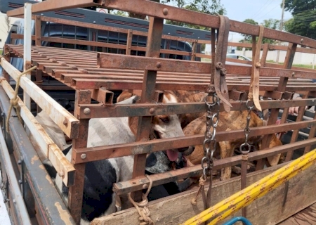 NOVA ANDRADINA: Polícia Militar Ambiental autua homem por maus-tratos a animais e porte ilegal de arma