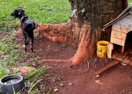 Idoso é preso após abandonar cadela em chácara em MS