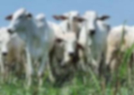 Crimes de abigeato caem 49% em MS, mas fim do Sinal Agro ameaça combate a furtos rurais