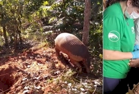 Projeto captura maior tatu-canastra já encontrado em parque de MS