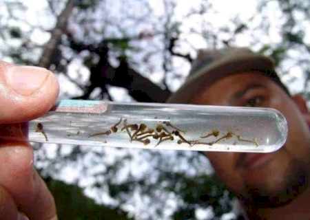 Com sete mortes confirmadas, casos de dengue chegam a 2.445 em MS