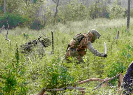 Polícia paraguaia mapeia roças na fronteira com o MS e encontra de 9 hectares de maconha