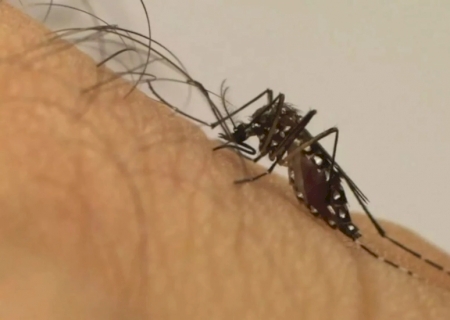 Na contramão da dengue, casos de Chikungunya disparam em MS