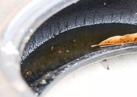 Com seis mortes, 2025 se torna o ano mais letal por chikungunya no MS