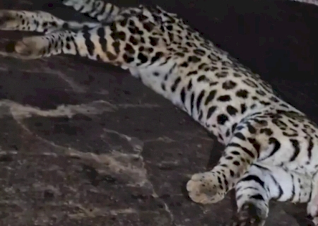 Jaguatirica é encontrada morta após ser atropelada na BR-376 entre Ivinhema e Nova Andradina
