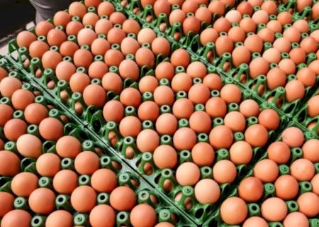 Brasil aumenta exportação de ovos em 271% e diversifica mercados