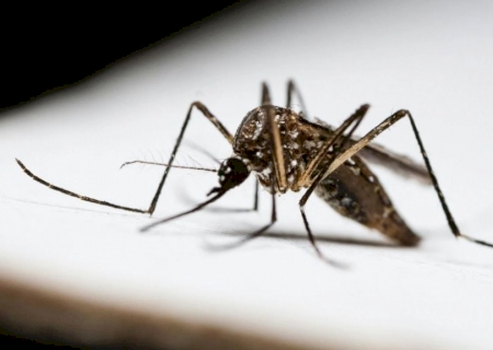 Jateí lidera ranking de incidência de dengue em Mato Grosso do Sul