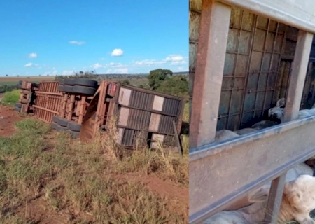Carreta carregada de gados tomba nas margens da BR-267