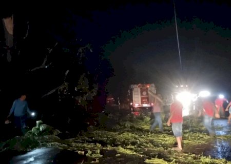 Chuva com vento derruba árvore e interdita BR-376 entre Fátima do Sul e Dourados
