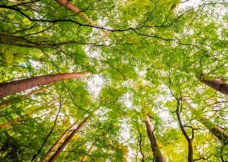 IVINHEMA: Nova Lei Torna Arborização Obrigatória em Novos Loteamentos e Prédios