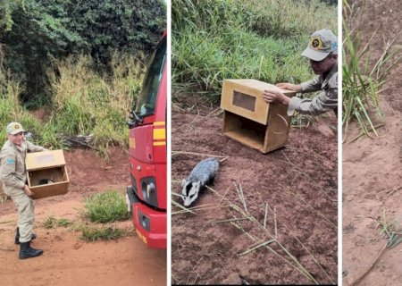 IVINHEMA: Bombeiros capturam gambá em loja de calçados