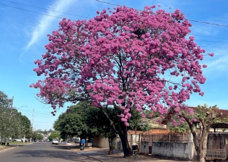 IVINHEMA: Beleza dos Ipês transforma paisagem e encanta moradores