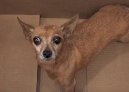 Cadelinha viaja de Nova Andradina a Campo Grande escondida no peito de aço de veículo