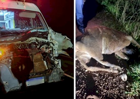 IVINHEMA: Profissionais de saúde escapam ilesos após colisão com animal na MS-276