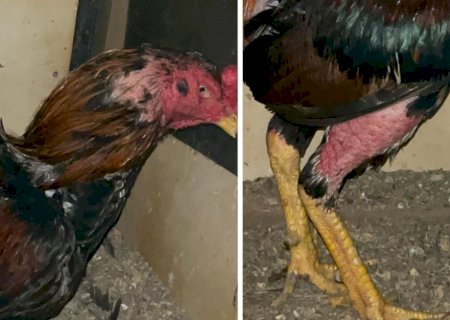 Policiais civis resgatam animais utilizados em rinha em MS