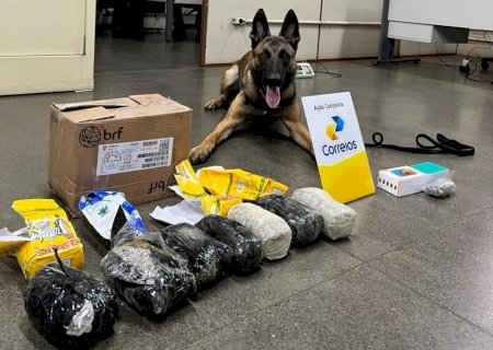 DENAR intercepta encomendas com mais de 2,3 kg de drogas durante operação em parceria com os Correios