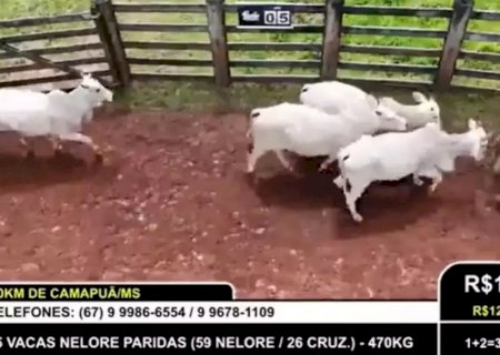 Pecuarista é acusado de golpe de R$ 8 milhões na compra de gado