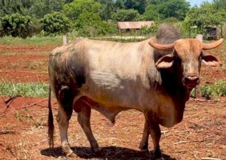 Touro avaliado em R$ 50 mil some de fazenda e Polícia Civil investiga roubo