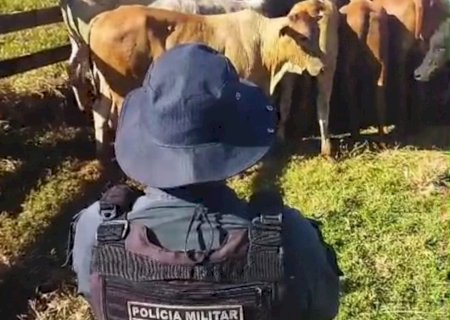 Ação integrada termina com mais de 30 cabeças de gado furtadas recuperadas